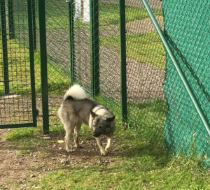 I en hundrastgård kan hundarna leka och busa utan koppel. Foto: Lena Johansson