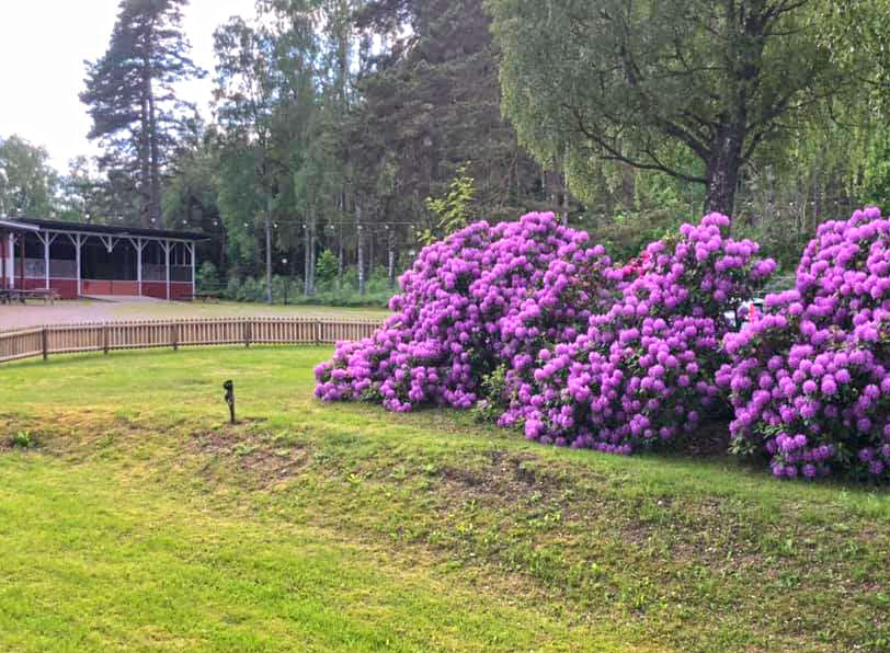 Det är vackert i parken när rododendron blommar. Foto: Forshaga Folkets parkföreningen