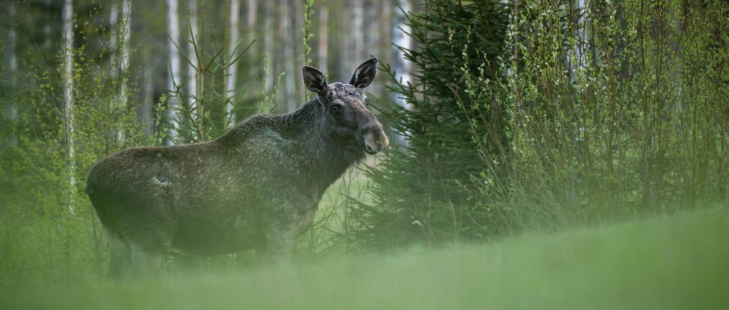 Foto: Hans Ollonen